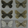 tr phryne imago volg